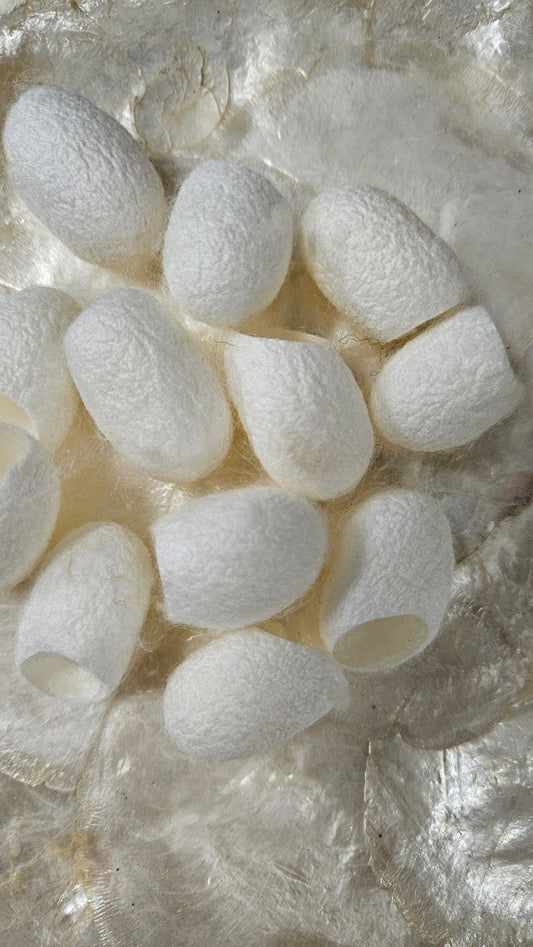 SILK COCOONS - undyed natural silk cocoons - 24 pieces