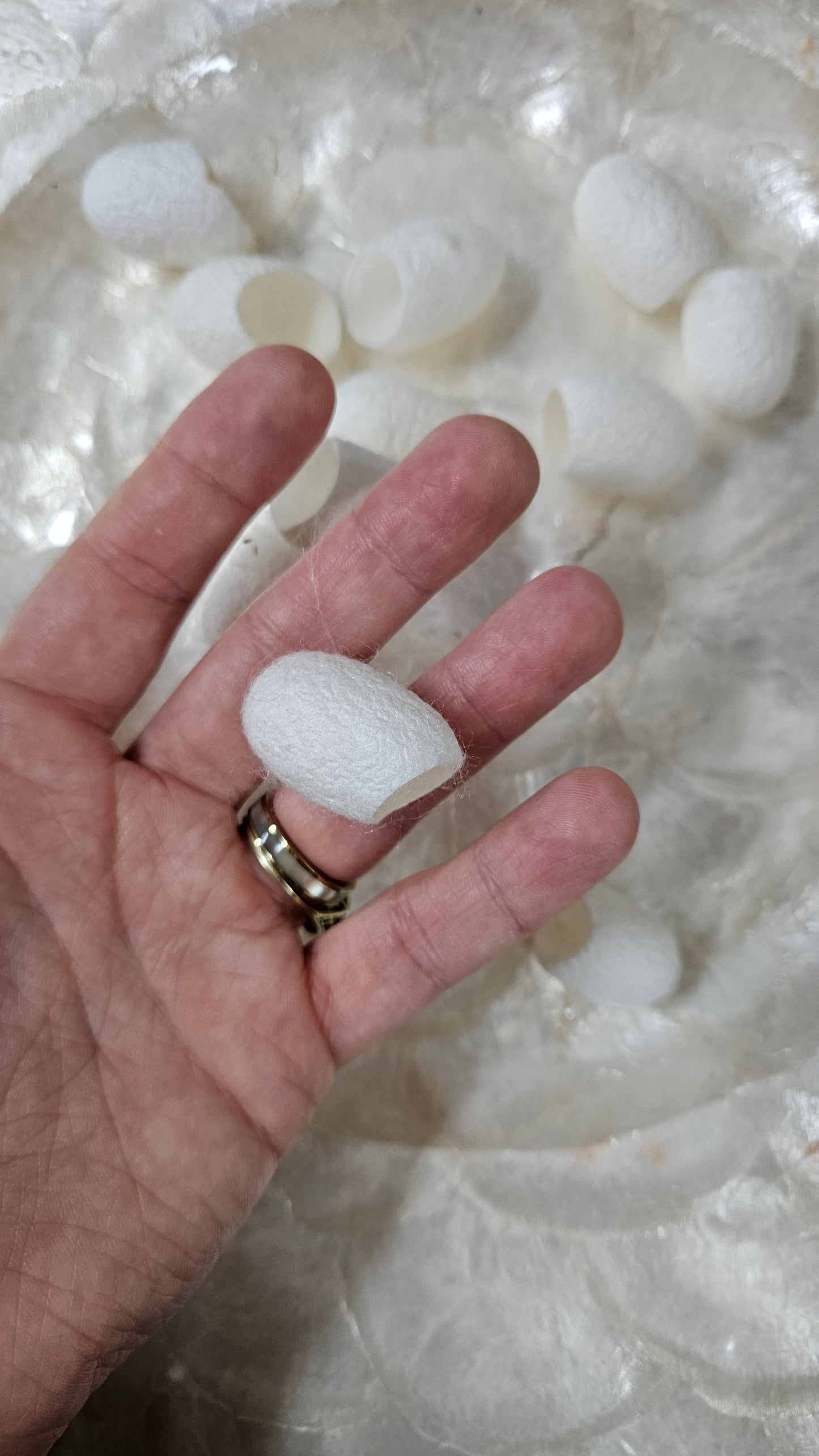 SILK COCOONS - undyed natural silk cocoons - 24 pieces