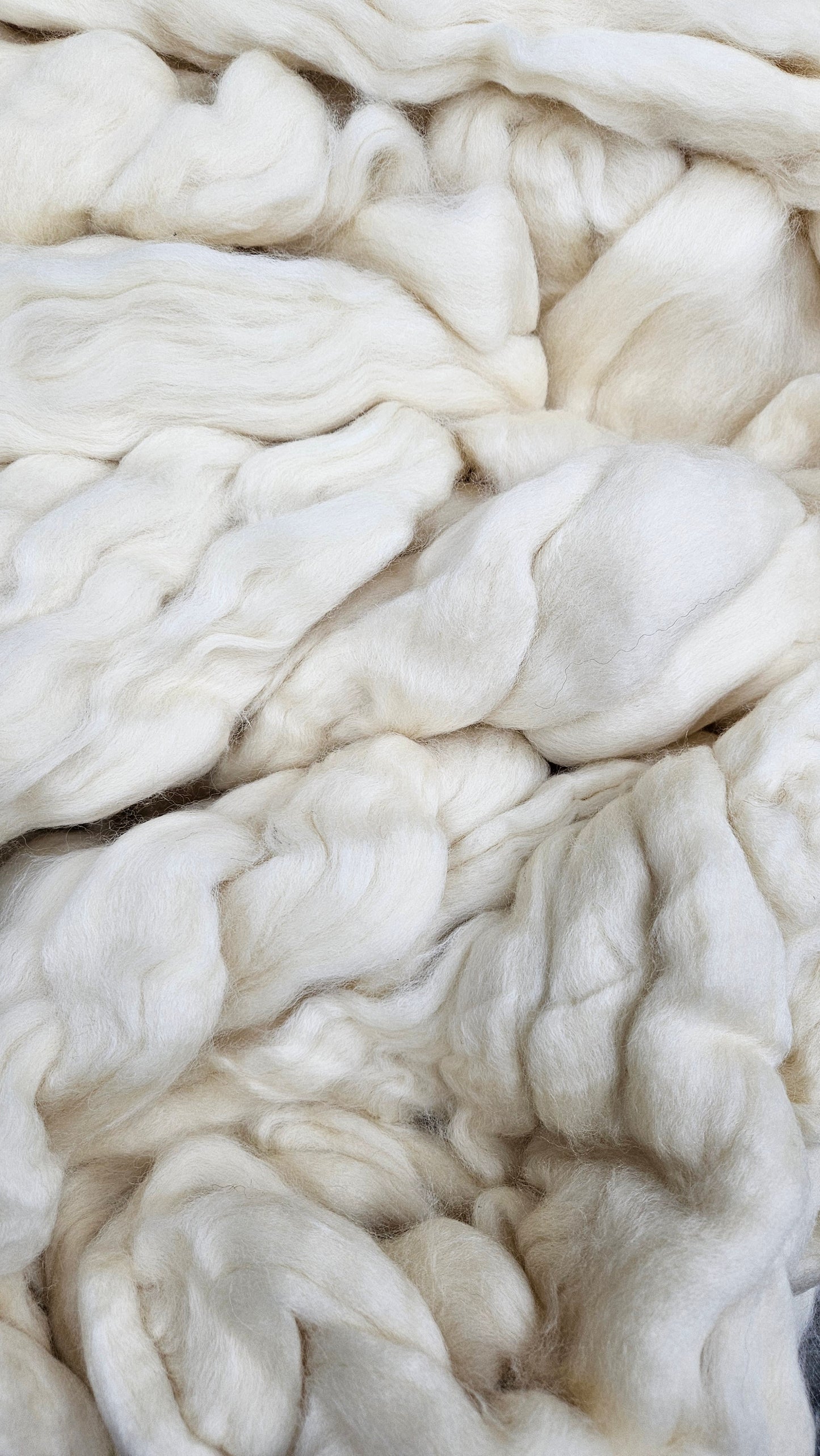 BLUE FACED LEICESTER (BFL) - undyed natural wool top for spinning, blending and felting - 6 oz | 170 g