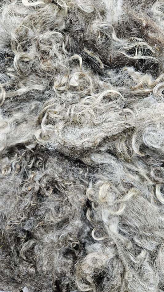 SILVERY COTSWOLD - gently washed longwool locks for spinning, blending, and felting (Livestock Conservancy Breed) - 8 oz | 227 g