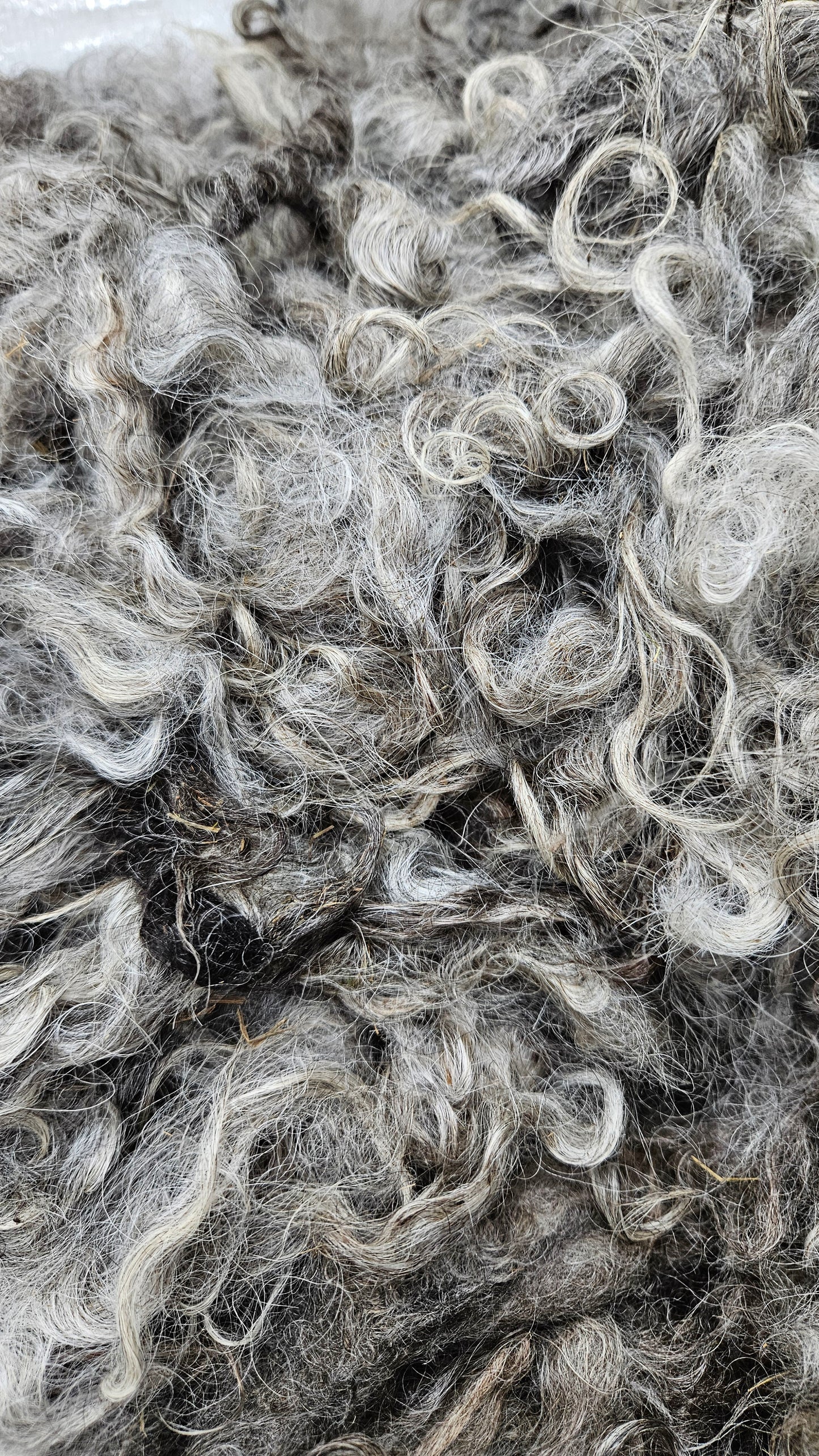 SILVERY COTSWOLD - gently washed longwool locks for spinning, blending, and felting (Livestock Conservancy Breed) - 8 oz | 227 g