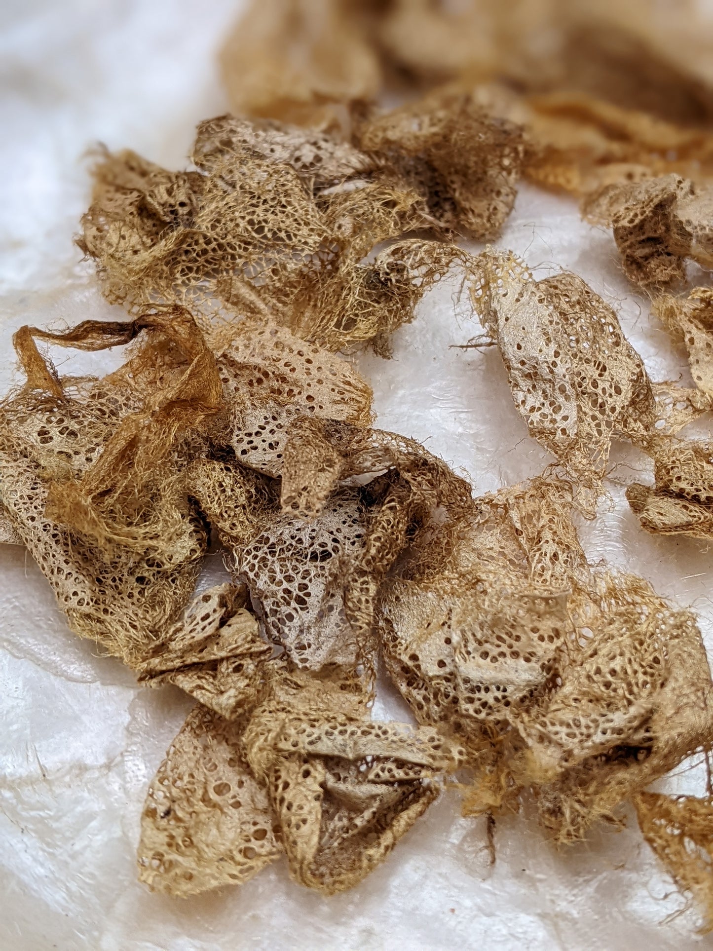 Rare Indonesian wild gathered natural gold lace silk cocoon effects - .25 oz