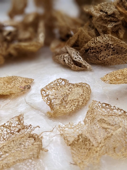 Rare Indonesian wild gathered natural gold lace silk cocoon effects - .25 oz